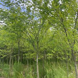 Вяз шершавый Ульмус глабра (Ulmus glabra)