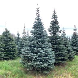 Ель Глаука Экстра (Glauca Extra)