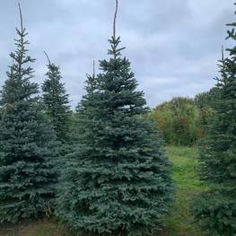 Ель Глаука Экстра (Glauca Extra)