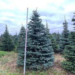 Ель Глаука Экстра (Glauca Extra)