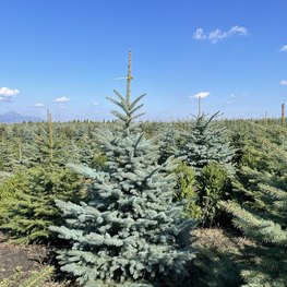 Ель Глаука Экстра (Glauca Extra)