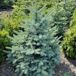 Ель Глаука Экстра (Glauca Extra)