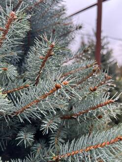 Ель Глаука Экстра (Glauca Extra)