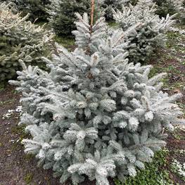 Ель Глаука Экстра (Glauca Extra)