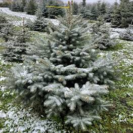 Ель Глаука Экстра (Glauca Extra)