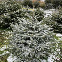 Ель Глаука Экстра (Glauca Extra)