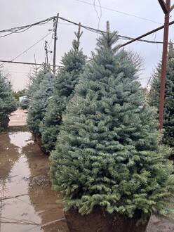 Ель Глаука Экстра (Glauca Extra)