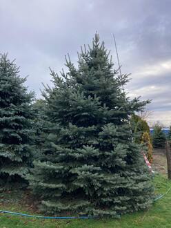 Ель Глаука Экстра (Glauca Extra)