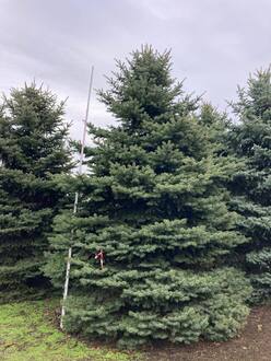 Ель Глаука Экстра (Glauca Extra)