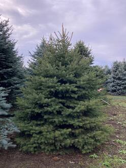 Ель Глаука Экстра (Glauca Extra)