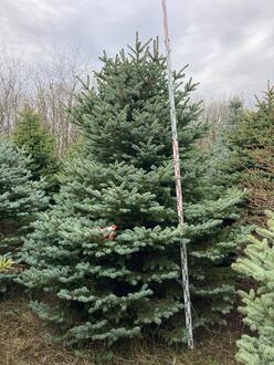 Ель Глаука Экстра (Glauca Extra)