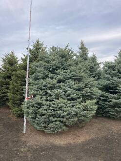 Ель Глаука Экстра (Glauca Extra)