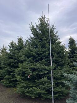 Ель Глаука Экстра (Glauca Extra)