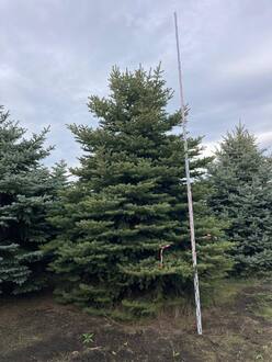 Ель Глаука Экстра (Glauca Extra)