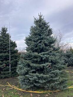 Ель Глаука Экстра (Glauca Extra)