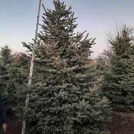 Ель Глаука "Glauca Extra"
