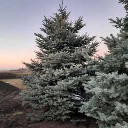 Ель Глаука Экстра (Glauca Extra)