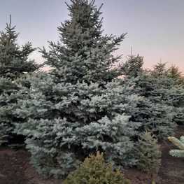Ель Глаука "Glauca Extra"