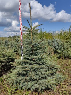 Ель Глаука Экстра (Glauca Extra)
