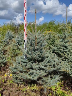 Ель Глаука Экстра (Glauca Extra)