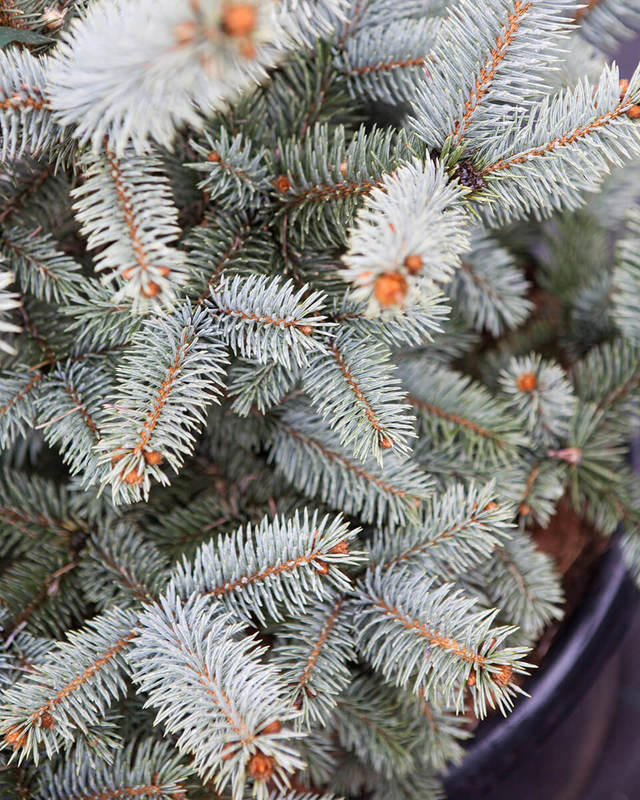 Ель голубая Блю Маунтин (Blue Mountain)