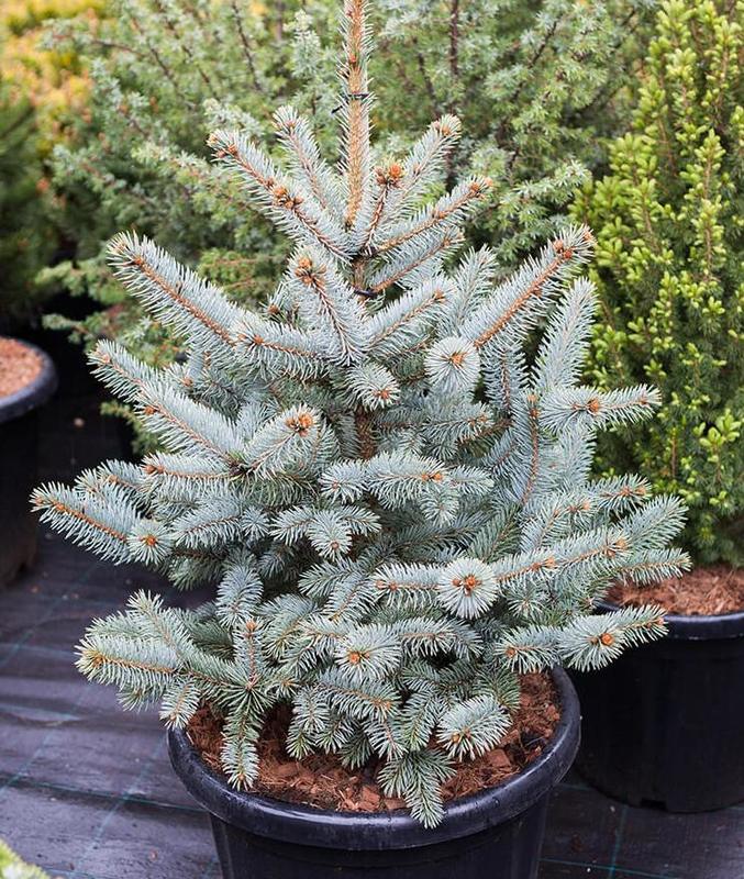 Ель голубая Блю Маунтин (Blue Mountain)