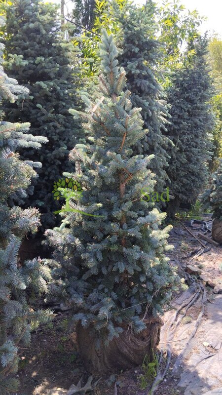 Ель голубая Блю Маунтин (Blue Mountain)