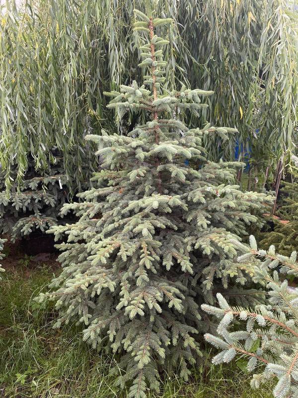 Ель голубая Блю Маунтин (Blue Mountain)