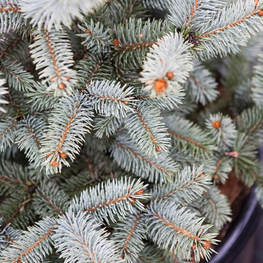 Ель голубая Блю Маунтин (Blue Mountain)