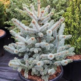 Ель голубая Блю Маунтин (Blue Mountain)