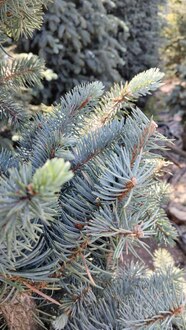 Ель голубая Блю Маунтин (Blue Mountain)