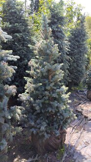 Ель голубая Блю Маунтин (Blue Mountain)