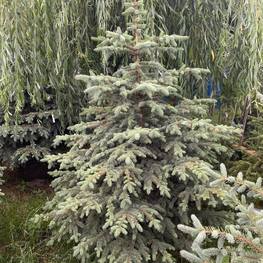 Ель голубая Блю Маунтин (Blue Mountain)