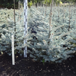 Ель колючая Эрих Фрам (Erich Frahm)