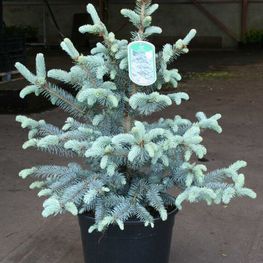 Ель колючая Эрих Фрам (Erich Frahm)