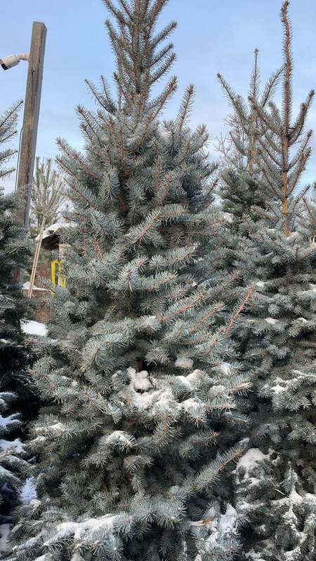 Ель колючая Блю Даймонд (Blue Diamond)