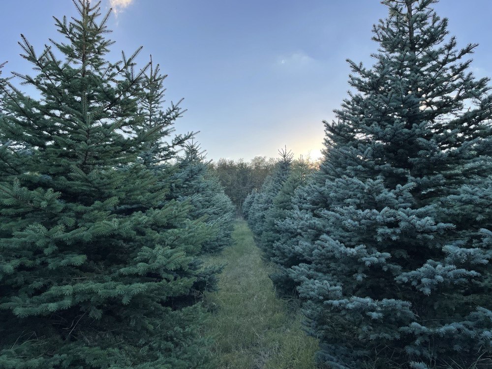 Ель колючая Блю Даймонд (Blue Diamond)