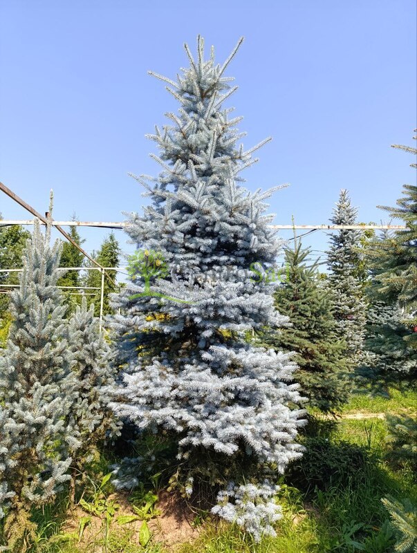 Ель колючая Блю Даймонд (Blue Diamond)