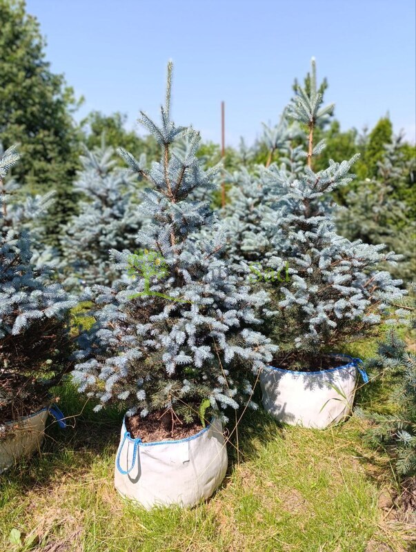 Ель колючая Блю Даймонд (Blue Diamond)