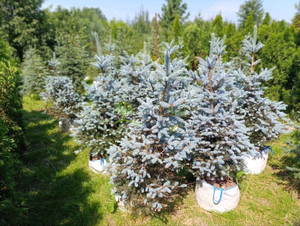 Ель колючая Блю Даймонд (Blue Diamond)