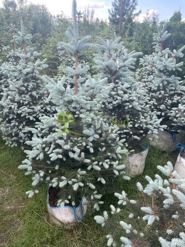 Ель колючая Блю Даймонд (Blue Diamond)