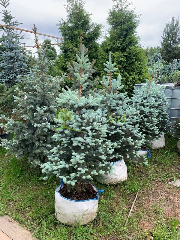 Ель колючая Блю Даймонд (Blue Diamond)