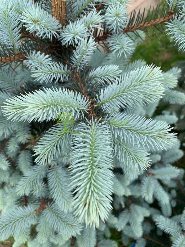 Ель колючая Блю Даймонд (Blue Diamond)