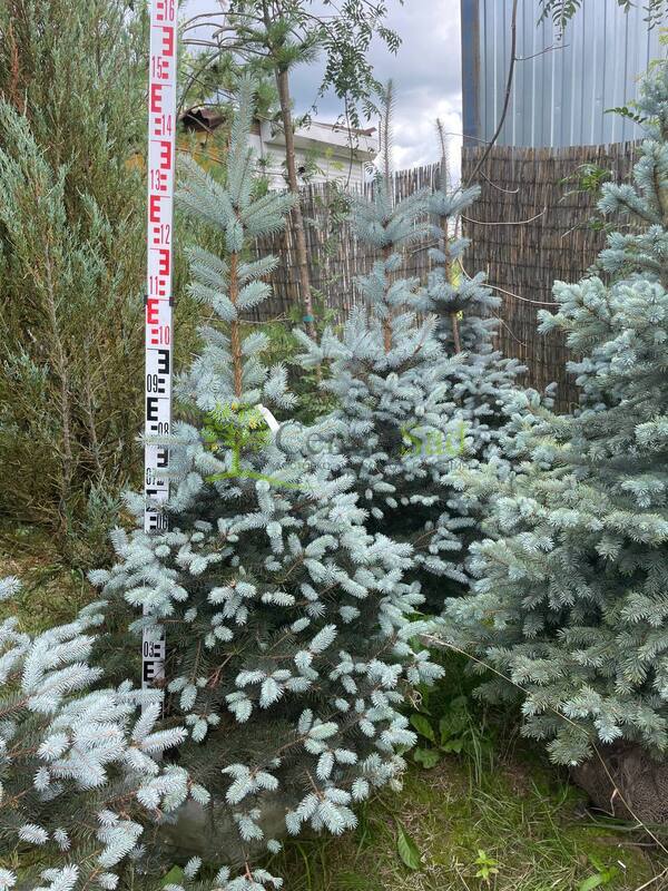 Ель колючая Блю Даймонд (Blue Diamond)