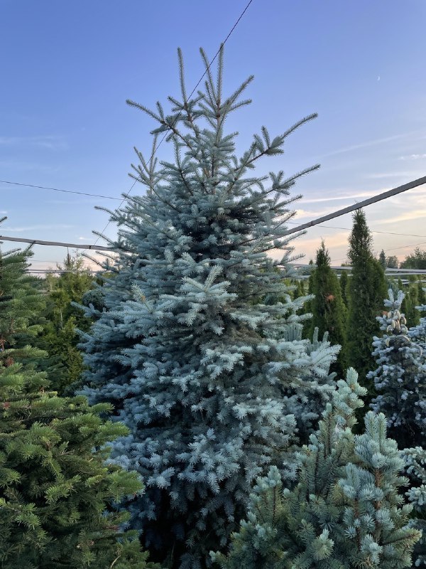 Ель колючая Блю Даймонд (Blue Diamond)