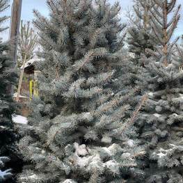 Ель колючая Блю Даймонд (Blue Diamond)