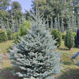 Ель колючая Блю Даймонд (Blue Diamond)