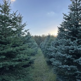 Ель колючая Блю Даймонд (Blue Diamond)