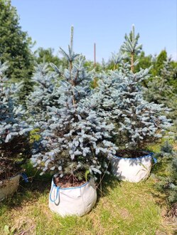 Ель колючая Блю Даймонд (Blue Diamond)