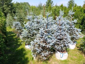 Ель колючая Блю Даймонд (Blue Diamond)